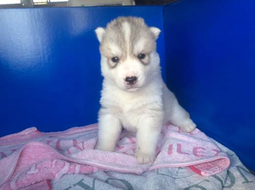 シベリアンハスキー　ブリーダー 子犬専門店AngelWan 横浜