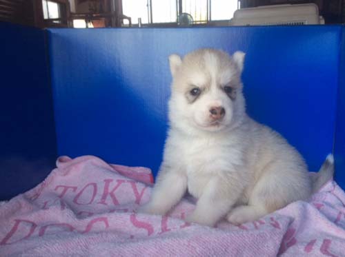 シベリアンハスキー　ブリーダー 子犬専門店AngelWan 横浜
