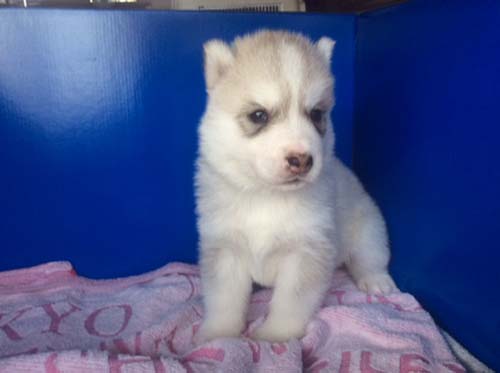 シベリアンハスキー　ブリーダー 子犬専門店AngelWan 横浜