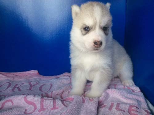 シベリアンハスキー　ブリーダー 子犬専門店AngelWan 横浜