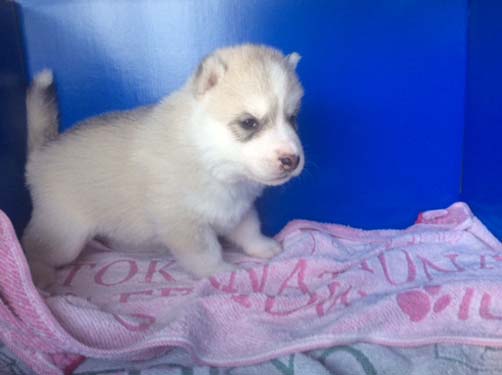 シベリアンハスキー　ブリーダー 子犬専門店AngelWan 横浜