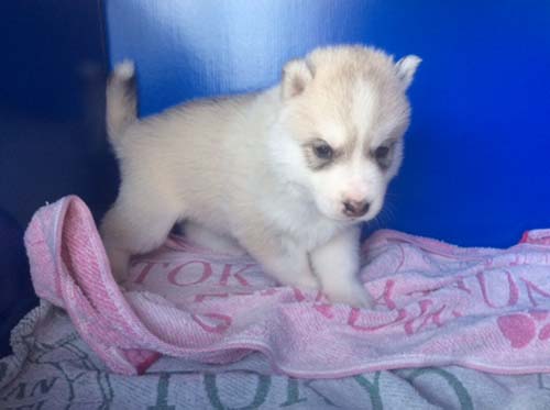 シベリアンハスキー　ブリーダー 子犬専門店AngelWan 横浜