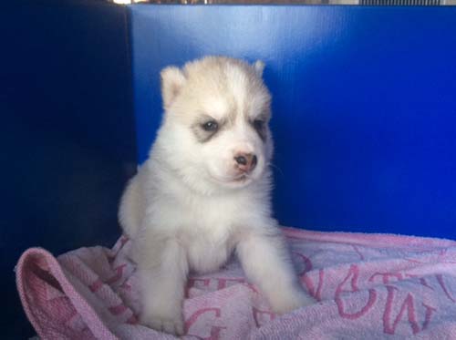 シベリアンハスキー　ブリーダー 子犬専門店AngelWan 横浜