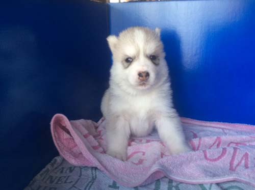 シベリアンハスキー　ブリーダー 子犬専門店AngelWan 横浜