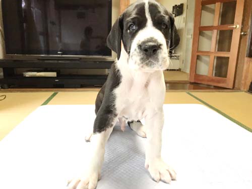 グレートデーン ブリーダー 子犬専門店AngelWan 横浜