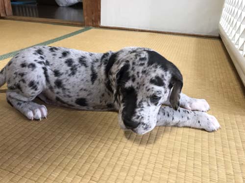 グレートデーン　ブリーダー 子犬専門店AngelWan 横浜