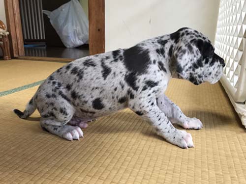グレートデーン　ブリーダー 子犬専門店AngelWan 横浜