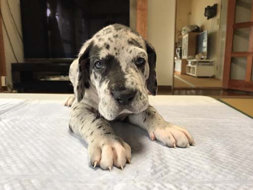 グレートデーン　ブリーダー 子犬専門店AngelWan 横浜
