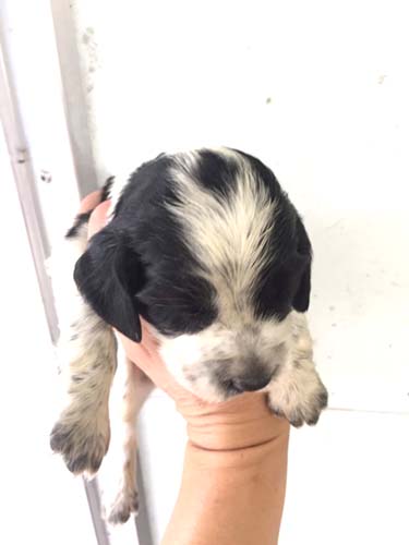 イングリッシュコッカースパニエル　ブリーダー 子犬専門店AngelWan 横浜