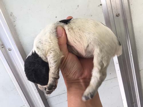 イングリッシュコッカースパニエル　ブリーダー 子犬専門店AngelWan 横浜