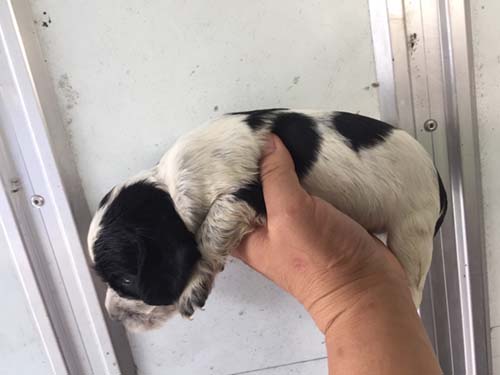 イングリッシュコッカースパニエル　ブリーダー 子犬専門店AngelWan 横浜