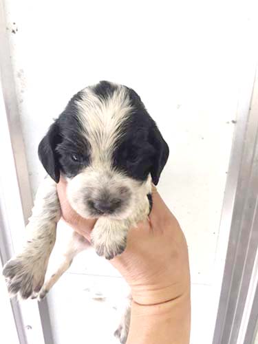 イングリッシュコッカースパニエル　ブリーダー 子犬専門店AngelWan 横浜