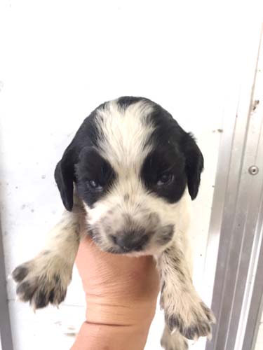 イングリッシュコッカースパニエル　ブリーダー 子犬専門店AngelWan 横浜