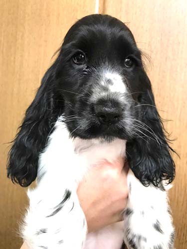 イングリッシュコッカースパニエル ブリーダー 子犬専門 AngelWan 横浜