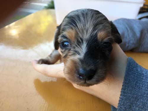 ミニチュアダックスフンド 子犬専門　AngelWan 横浜