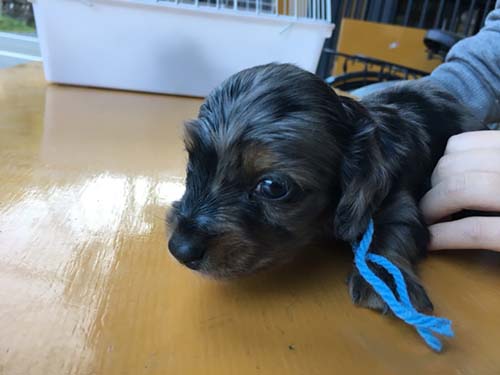 ミニチュアダックスフンド 子犬専門 AngelWan 横浜