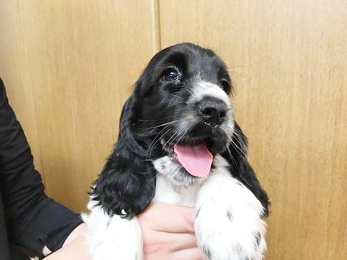 イングリッシュコッカースパニエル ブリーダー 子犬専門 AngelWan 横浜