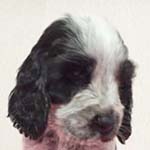 イングリッシュコッカースパニエル ブリーダー 子犬専門　AngelWan 横浜