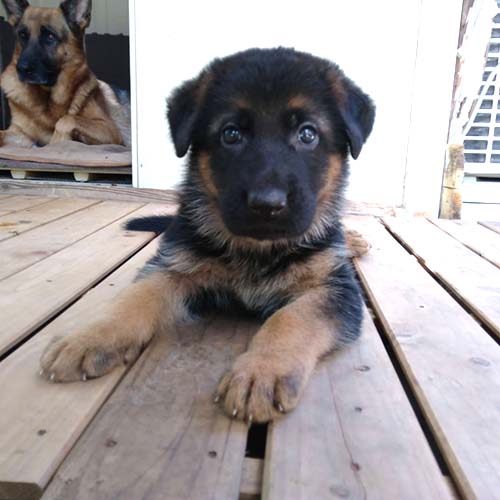 ジャーマンシェパードドッグ ブリーダー 子犬専門店AngelWan 横浜