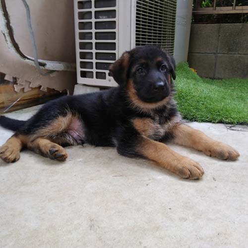 ジャーマンシェパードドッグ ブリーダー 子犬専門店AngelWan 横浜