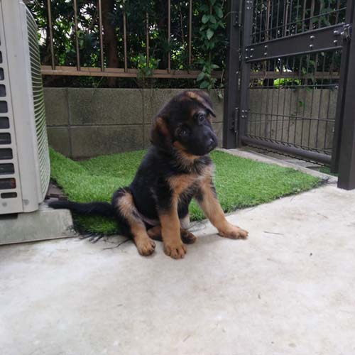 ジャーマンシェパードドッグ ブリーダー 子犬専門店AngelWan 横浜