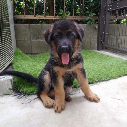 ジャーマンシェパードドッグ ブリーダー 子犬専門店AngelWan 横浜