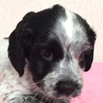 イングリッシュコッカースパニエル ブリーダー 子犬専門　AngelWan 横浜