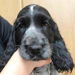 イングリッシュコッカースパニエル ブリーダー 子犬専門　AngelWan 横浜