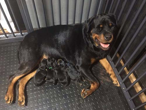 ロットワイラー　ブリーダー 子犬専門　AngelWan 横浜