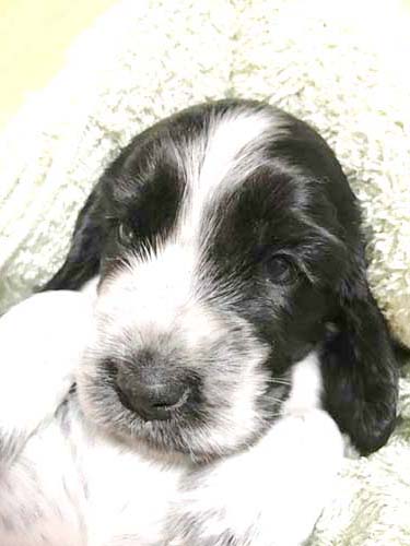 イングリッシュコッカースパニエル ブリーダー 子犬専門店AngelWan 横浜