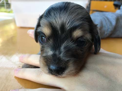 ミニチュアダックスフンド 子犬専門　AngelWan 横浜