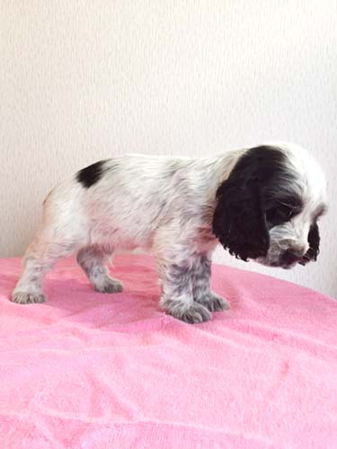 イングリッシュコッカースパニエル ブリーダー 子犬専門　AngelWan 横浜