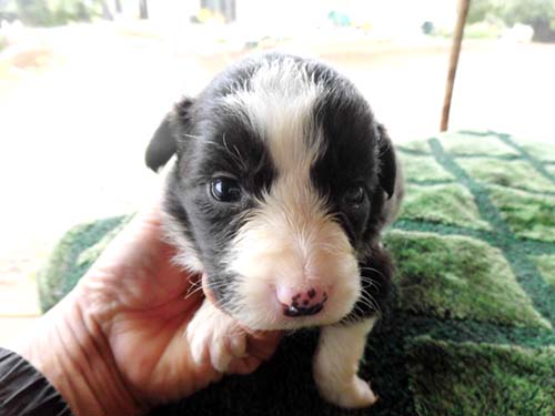 ボーダーコリー ブリーダー 子犬専門　AngelWan 横浜