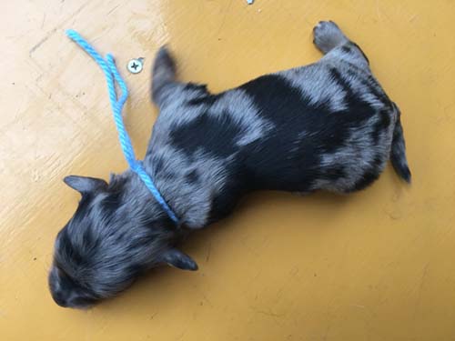 ミニチュアダックスフンド 子犬専門　AngelWan 横浜