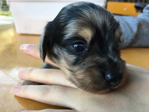 ミニチュアダックスフンド 子犬専門　AngelWan 横浜