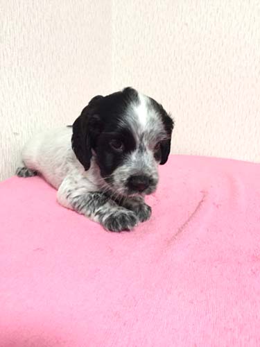 イングリッシュコッカースパニエル ブリーダー 子犬専門　AngelWan 横浜