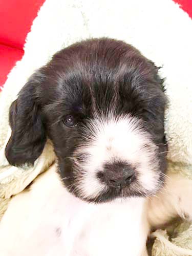 イングリッシュコッカースパニエル ブリーダー 子犬専門店AngelWan 横浜