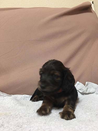 カニーンヘンダックスフンド ブリーダー 子犬専門　AngelWan 横浜