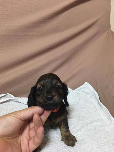 カニーンヘンダックスフンド ブリーダー 子犬専門　AngelWan 横浜