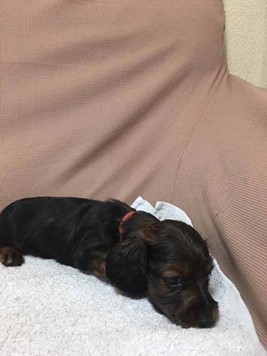 カニーンヘンダックスフンド ブリーダー 子犬専門　AngelWan 横浜