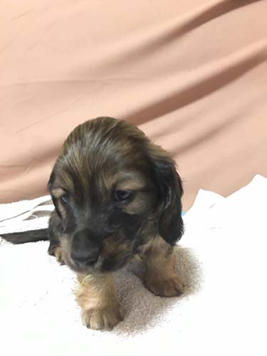 カニーンヘンダックスフンド ブリーダー 子犬専門 AngelWan 横浜