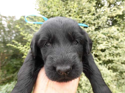 フラットコーテッドレトリバー ブリーダー 子犬専門　AngelWan 横浜