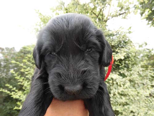 フラットコーテッドレトリバー ブリーダー 子犬専門　AngelWan 横浜