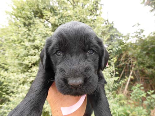 フラットコーテッドレトリバー ブリーダー 子犬専門 AngelWan 横浜