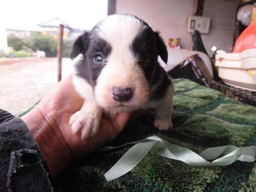 ボーダーコリー ブリーダー 子犬専門　AngelWan 横浜