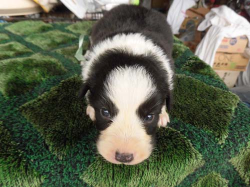 ボーダーコリー ブリーダー 子犬専門　AngelWan 横浜