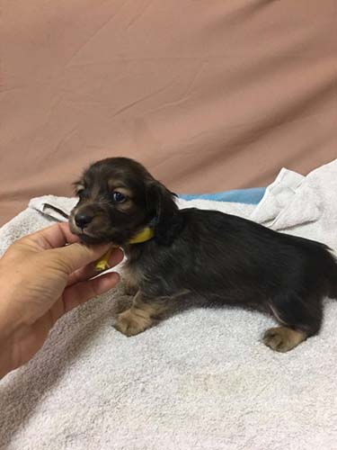 カニーンヘンダックスフンド ブリーダー 子犬専門　AngelWan 横浜