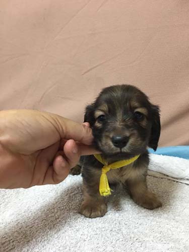 カニーンヘンダックスフンド ブリーダー 子犬専門　AngelWan 横浜