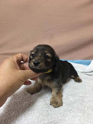 カニーンヘンダックスフンド ブリーダー 子犬専門　AngelWan 横浜