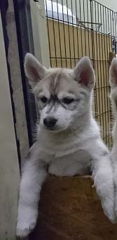 シベリアンハスキー　ブリーダー 子犬専門　AngelWan 横浜